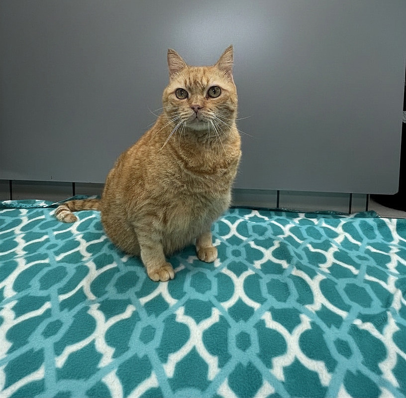 A Local Approach to Preventive Pet Care