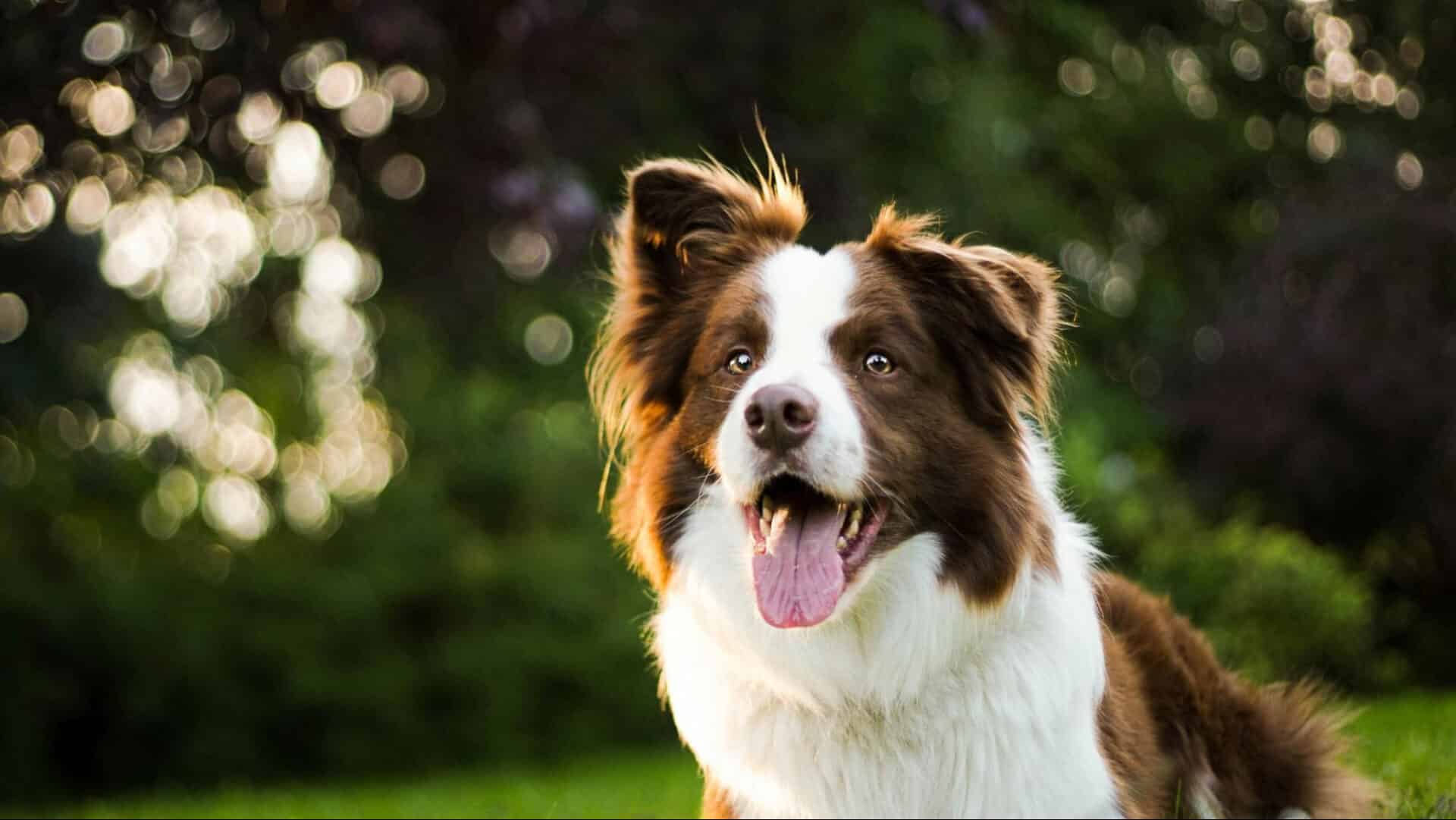 April-Pet-Health-Tips