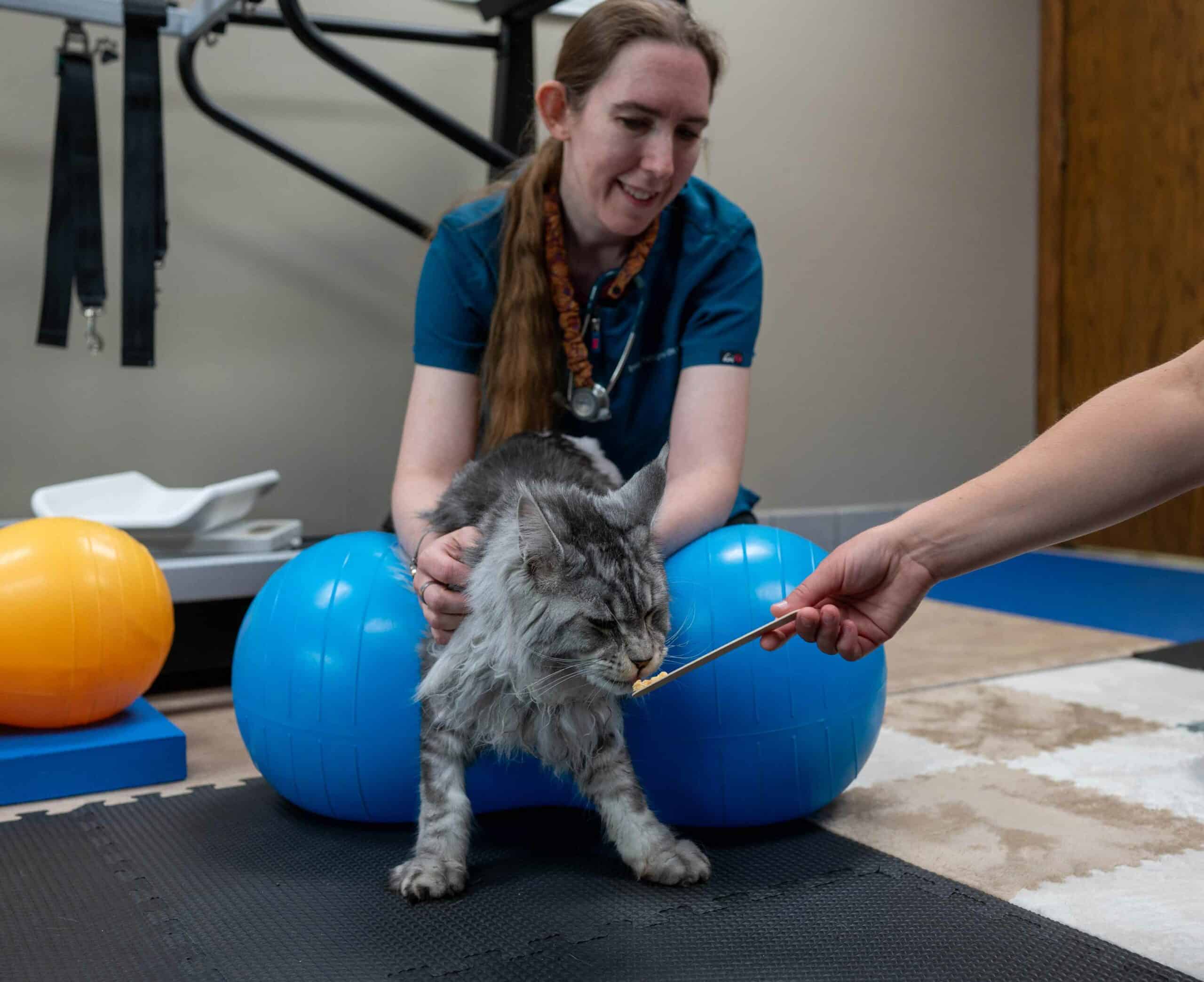 Benefits of Pet Rehabilitation Therapy