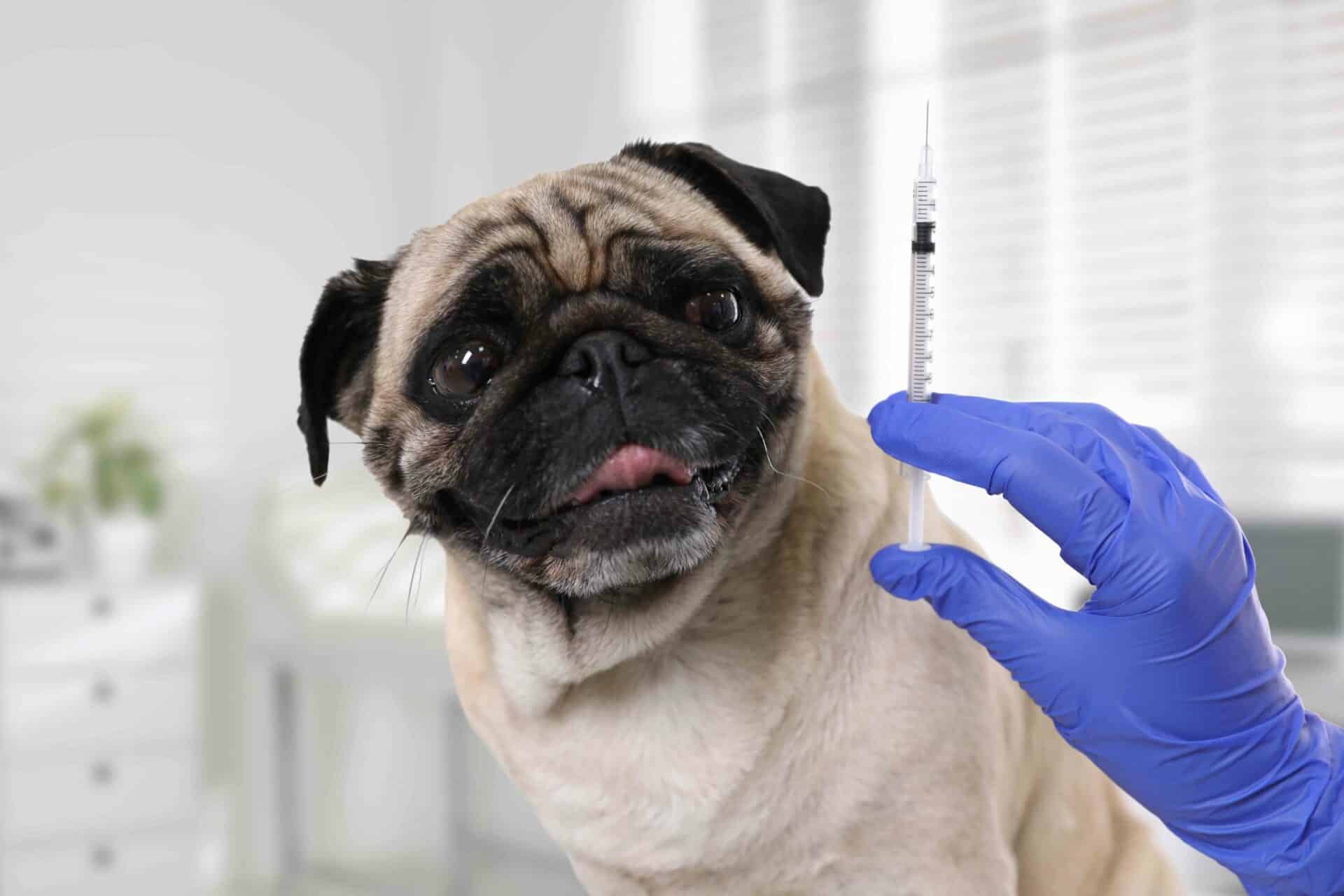 Canine Vaccines Preview