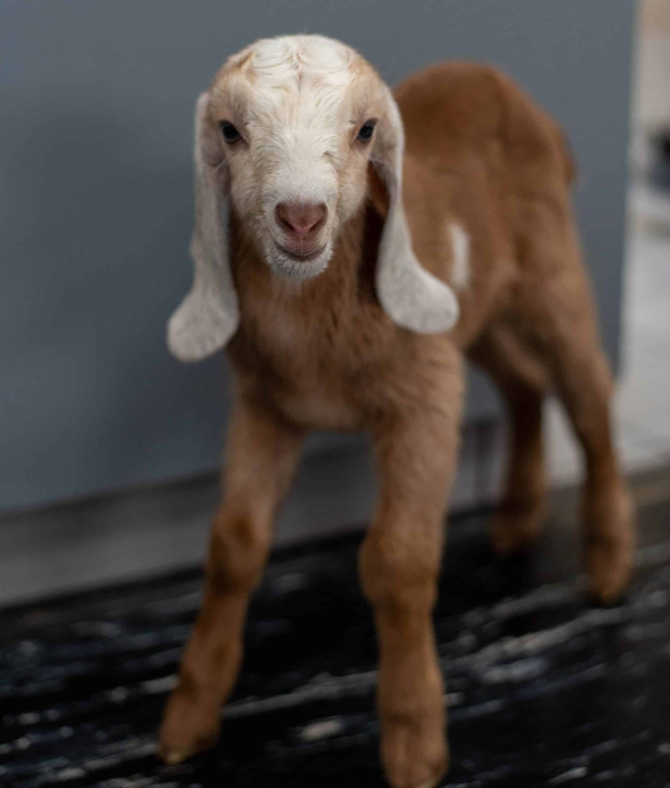Small Ruminant and Swine Care