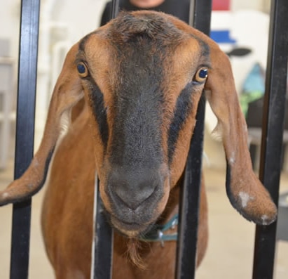 Companion Large Animal Care