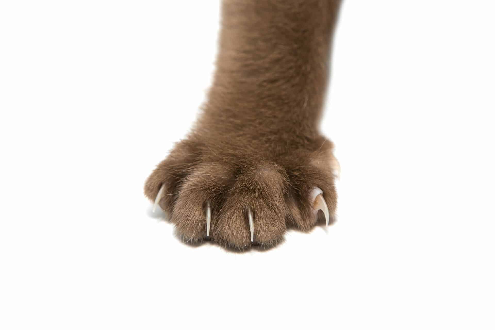 Declawing Preview