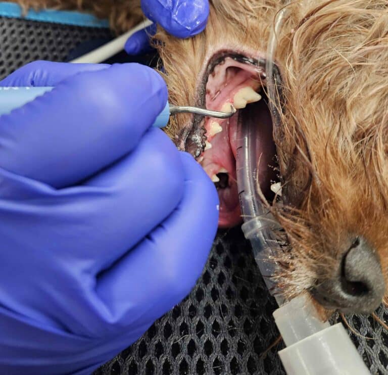 Dentistry