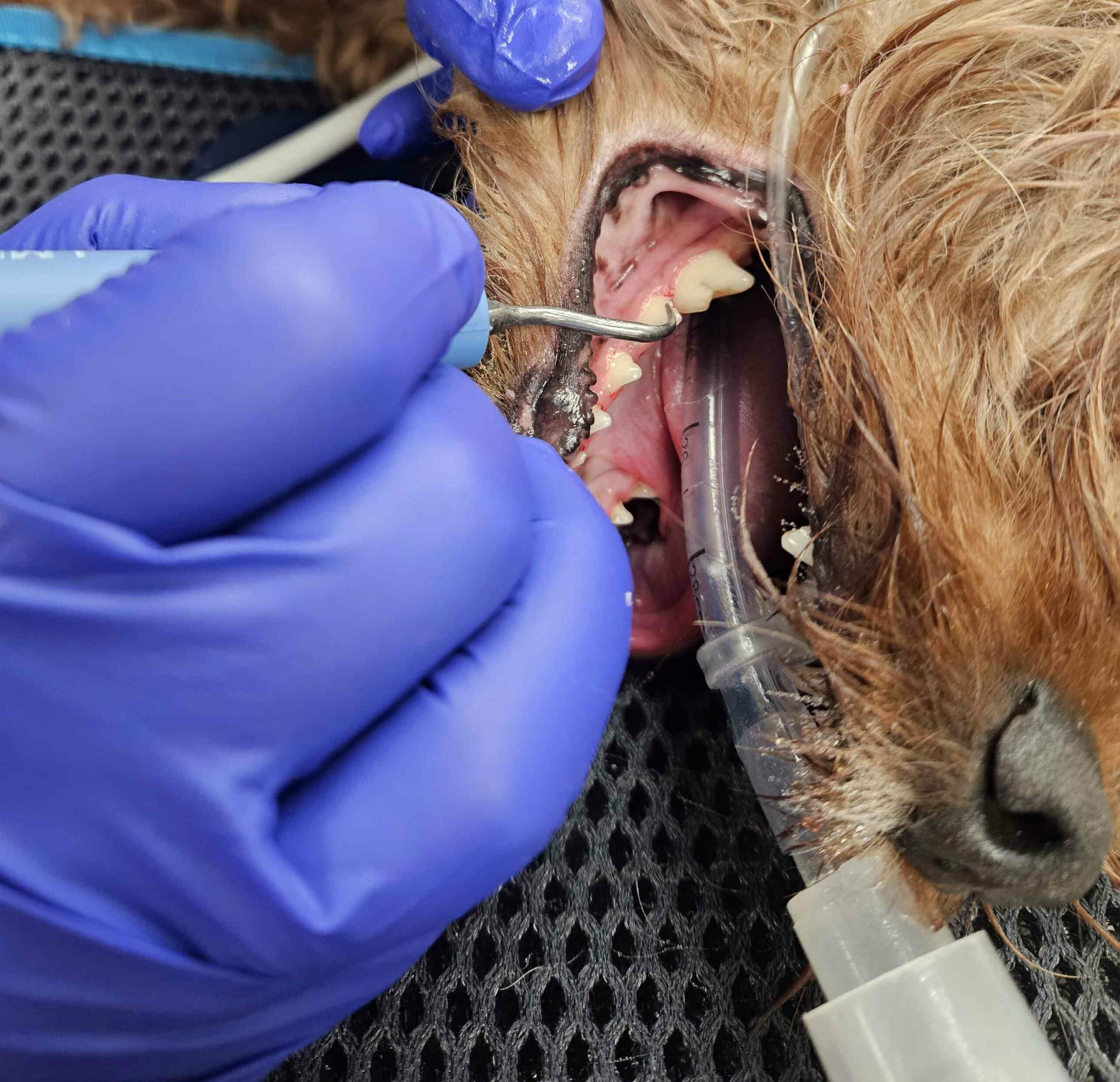 Dentistry-Photo V2