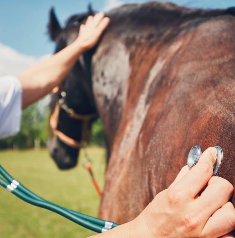 Equine Care