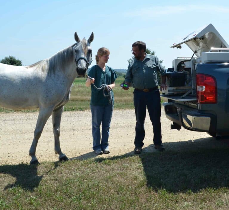 Equine Care