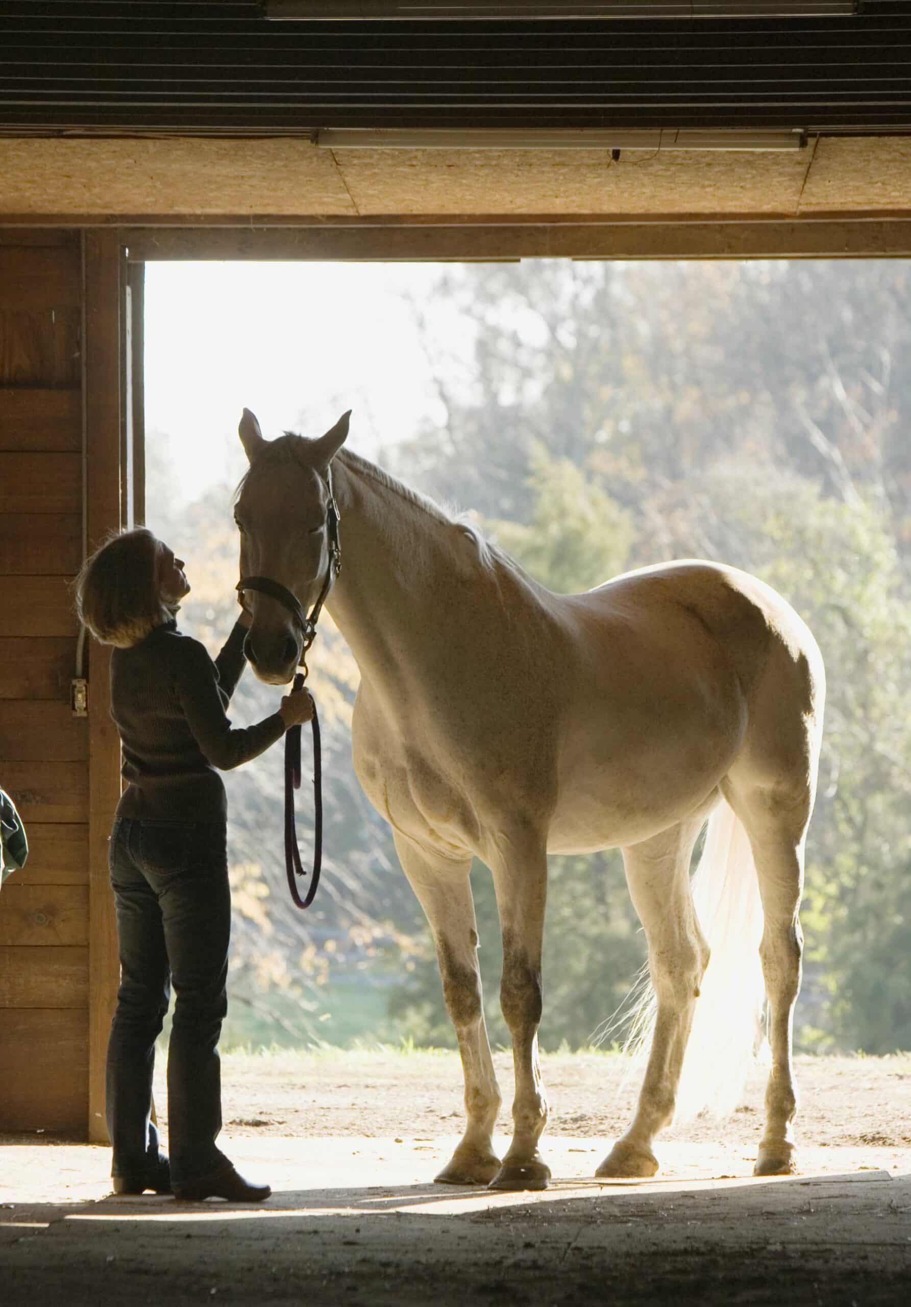 Equine Care