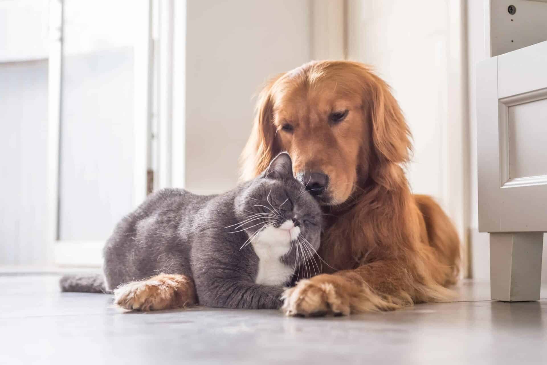 February Pet Dental Health