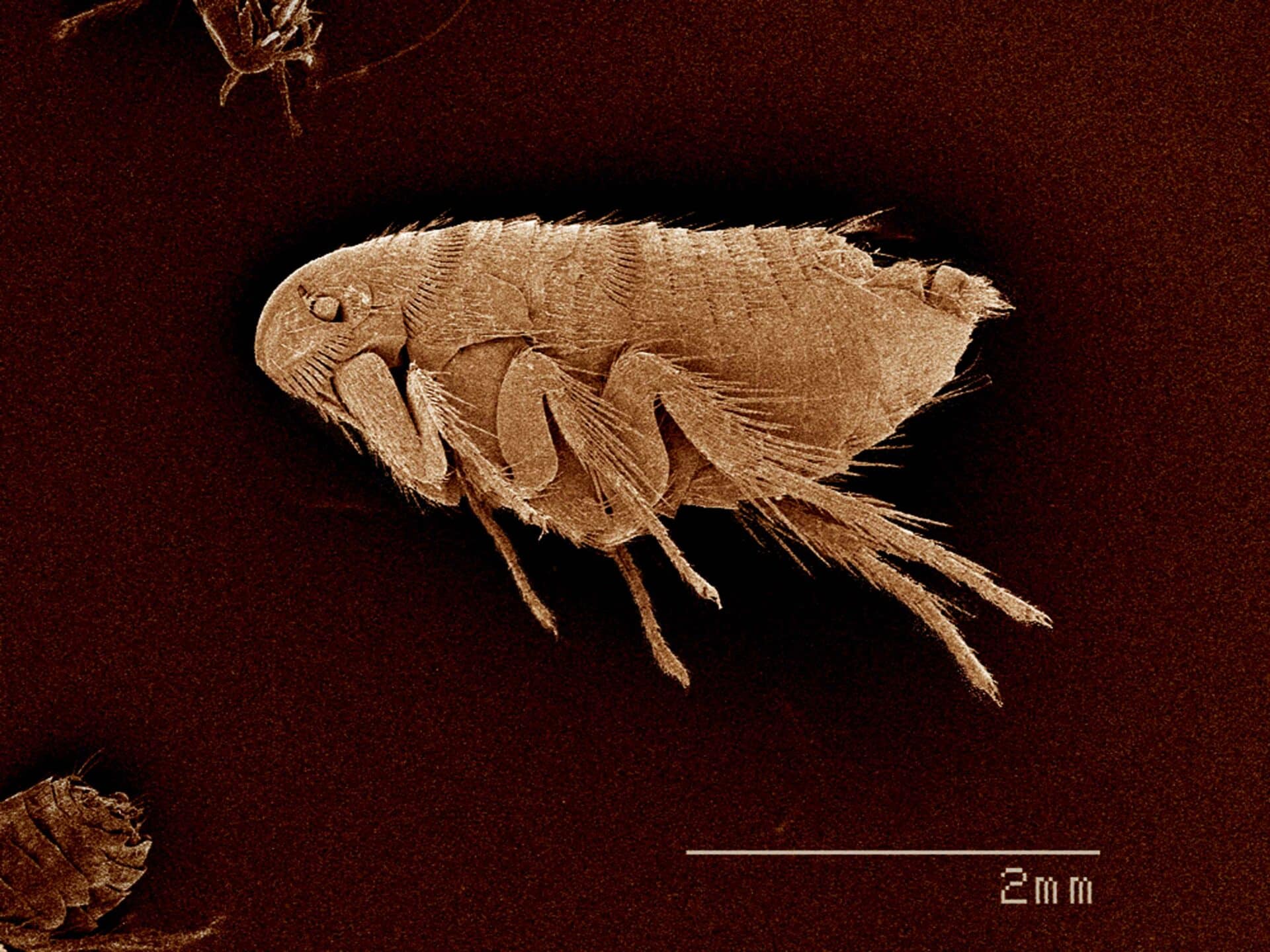 Fleas
