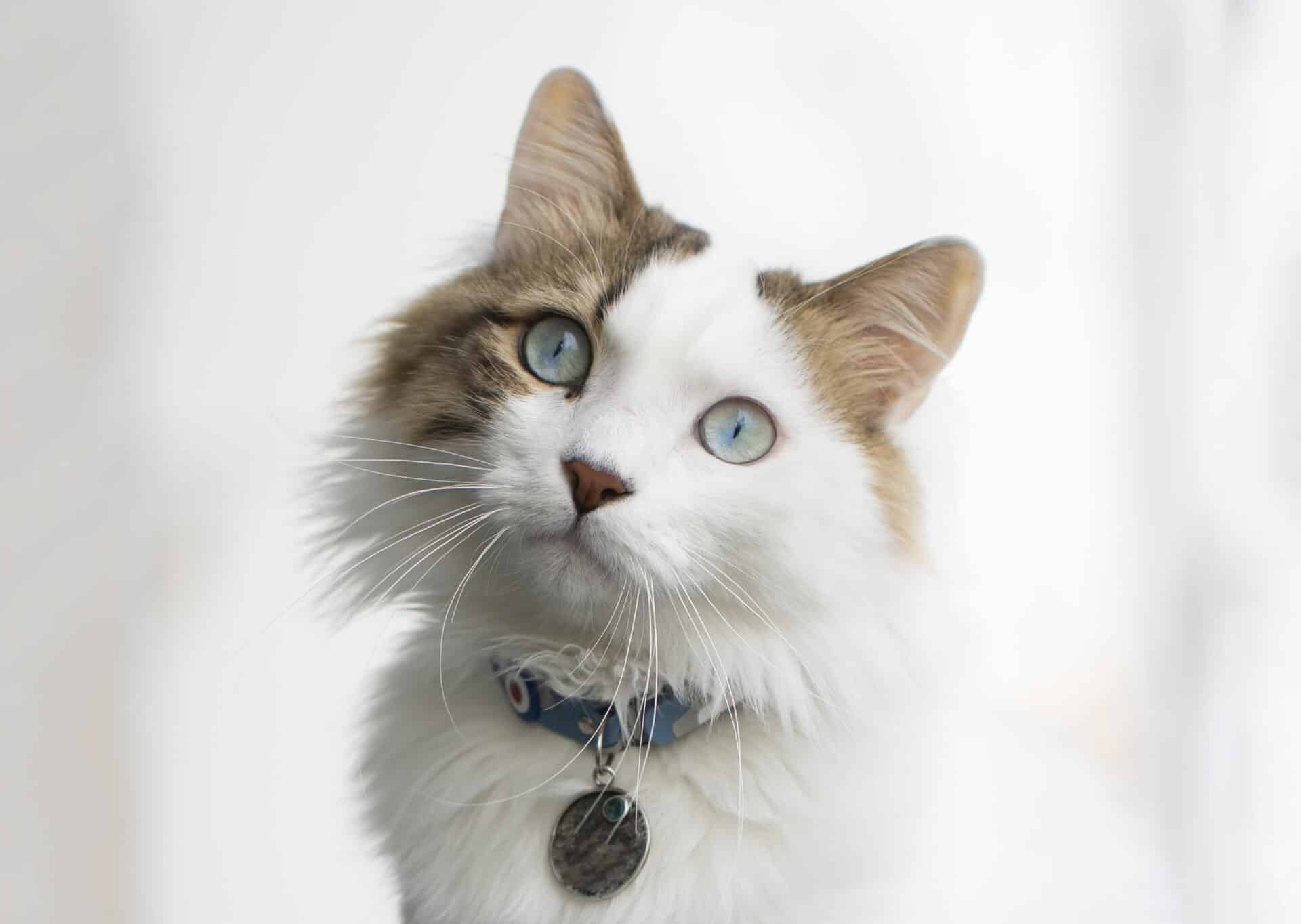 Fleas, Ticks & Heartworm: Why Prevention Matters