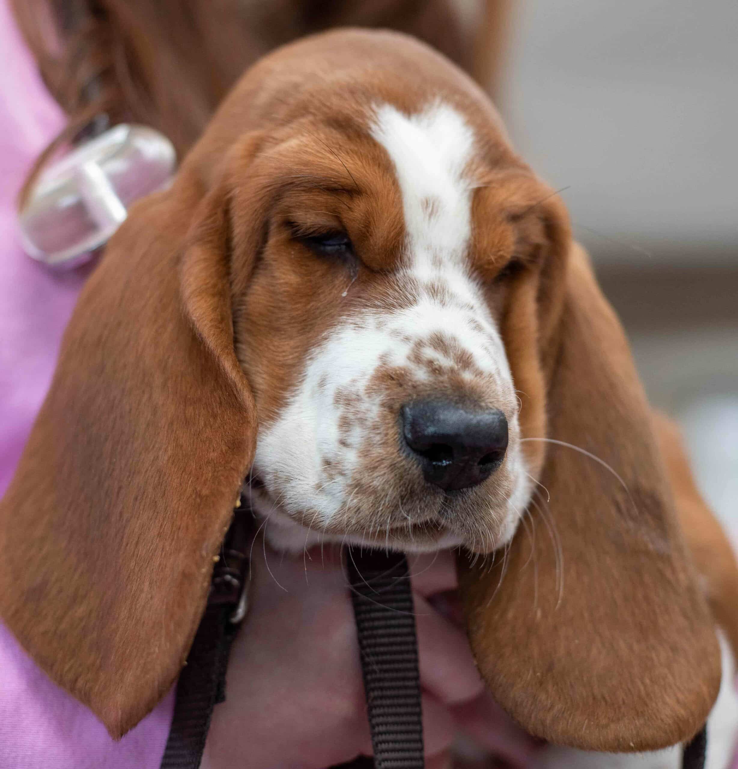 Helping Your Pet Stay Healthy