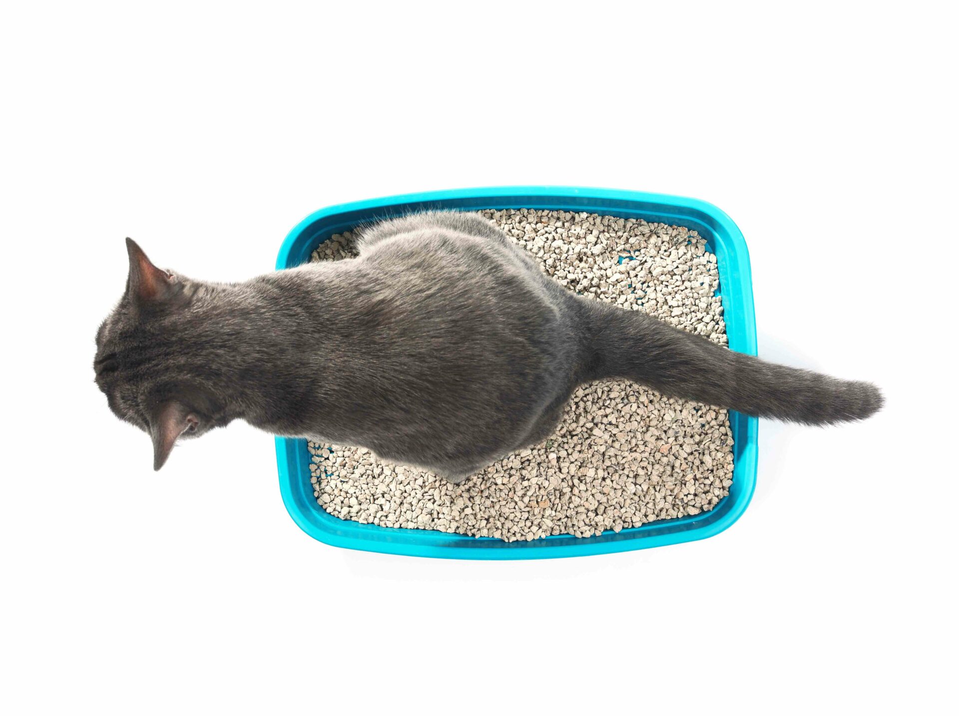 Litterbox Preview