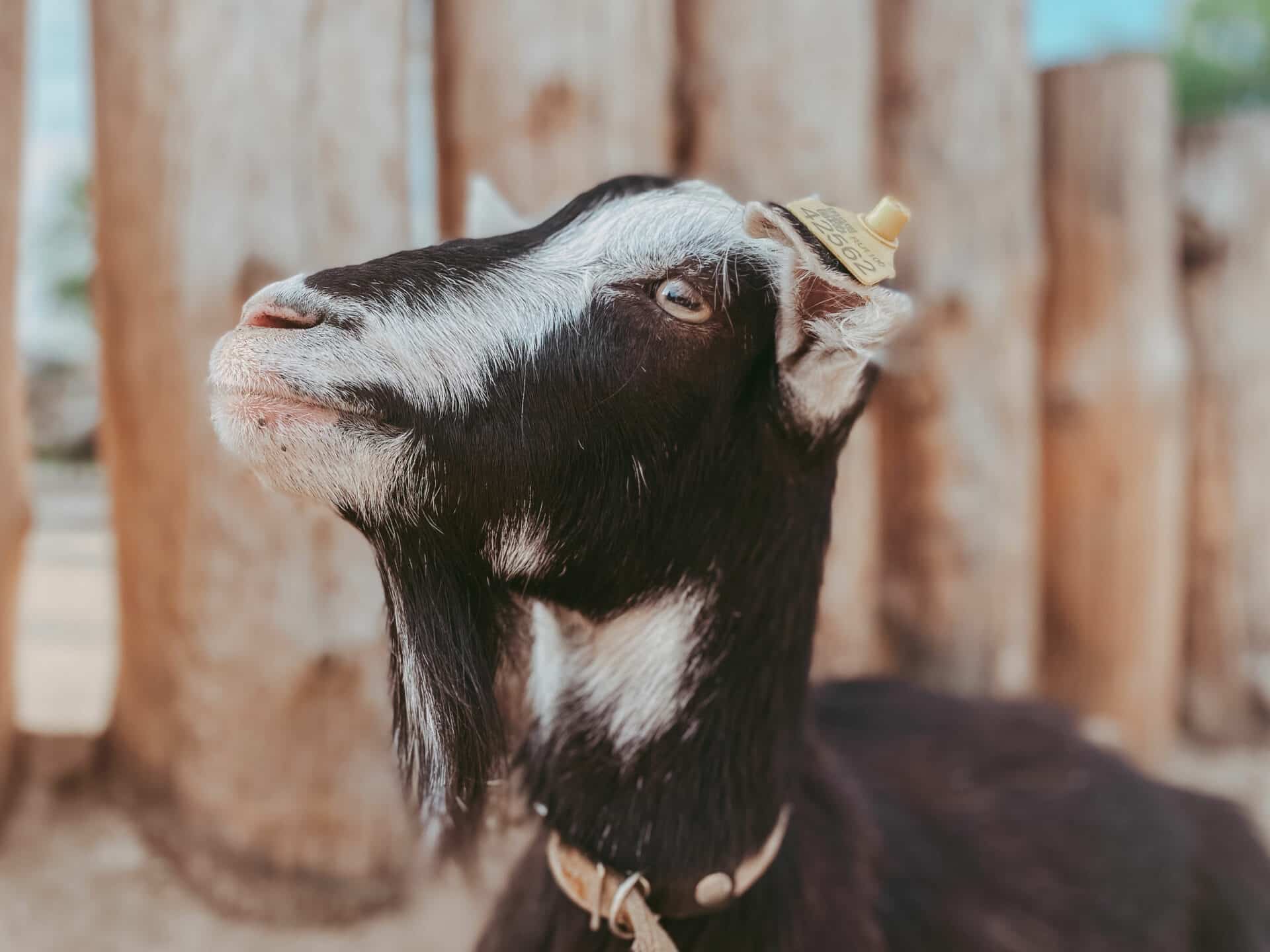 Managing Your Goats Deworming Protocol