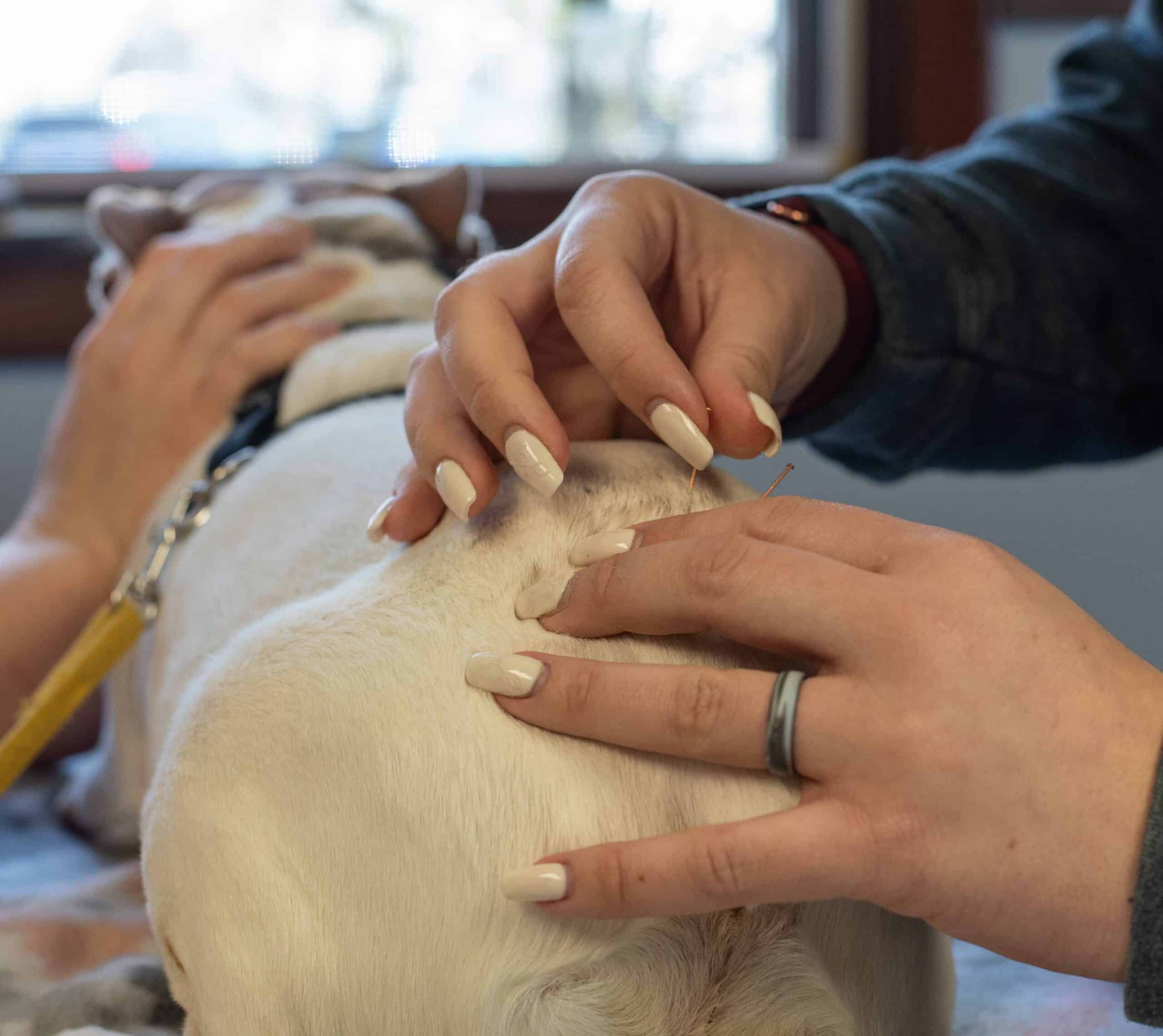 Pet Acupuncture