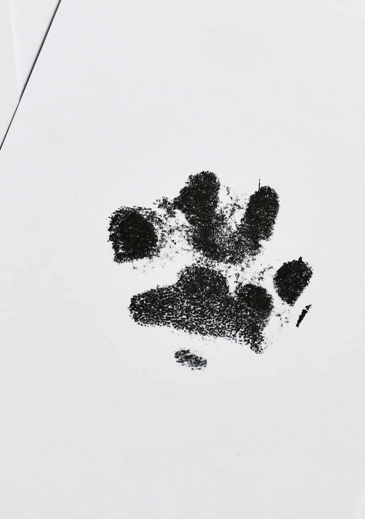 Pet Euthanasia Services in Brodhead V2