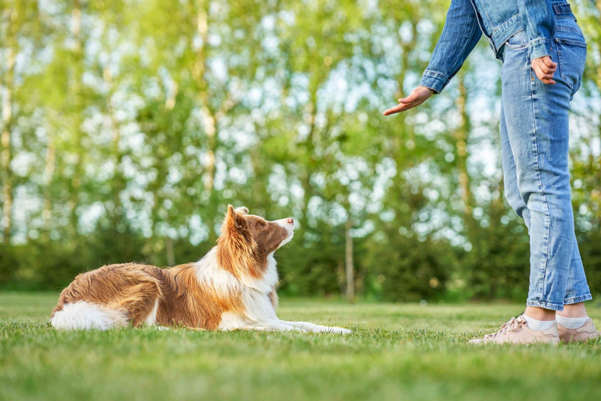 Pet-Training-Preview