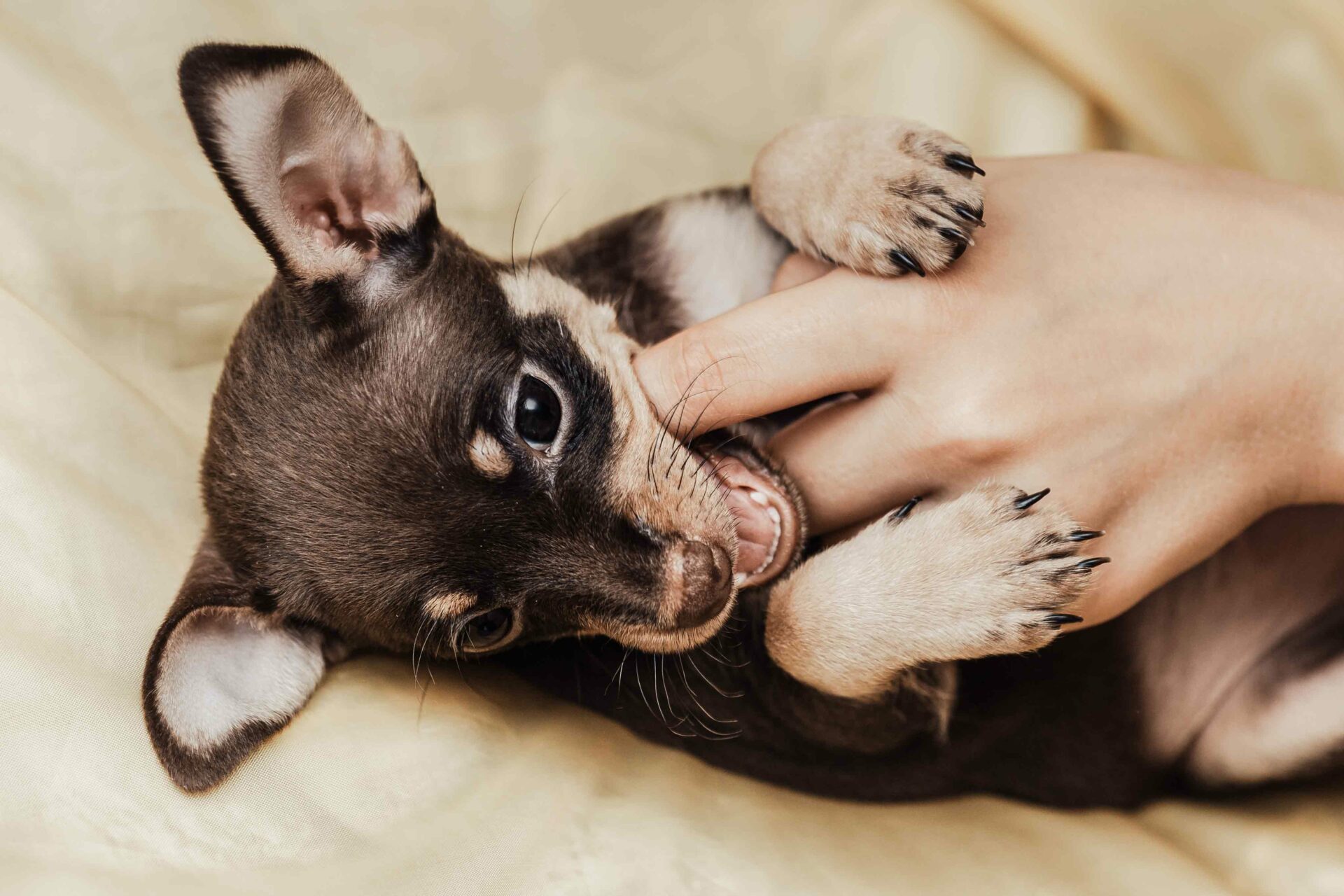 Preventing Play Biting in Puppies