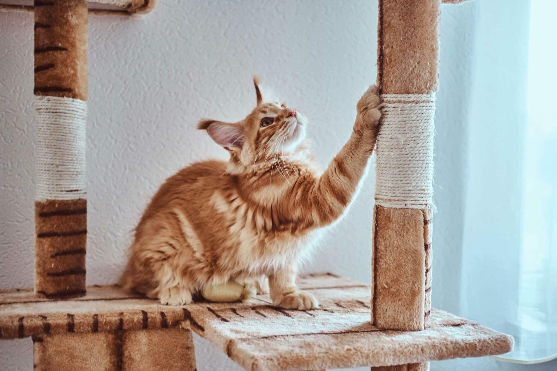 Scratching