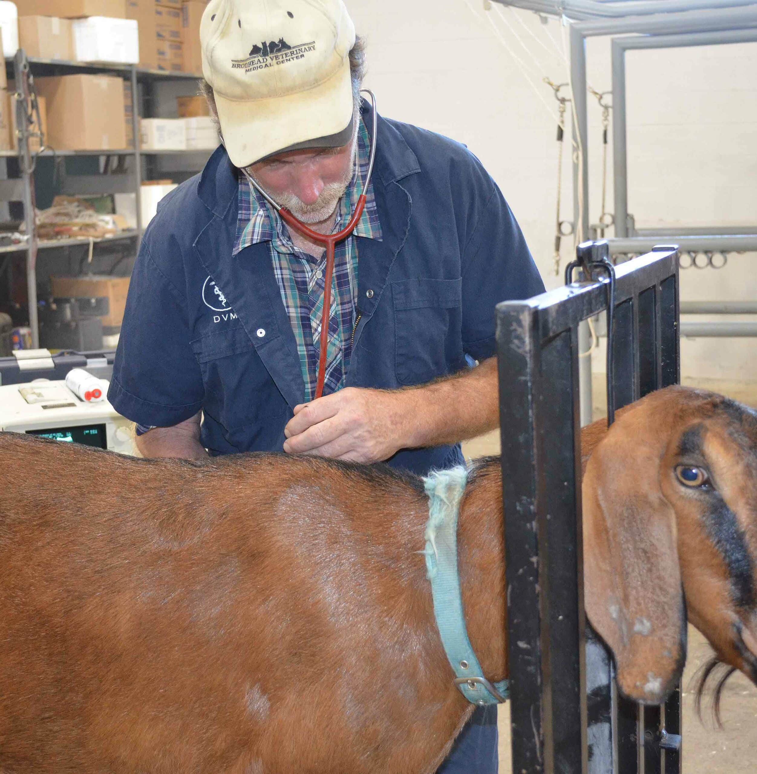Small Ruminant Care Photo V2