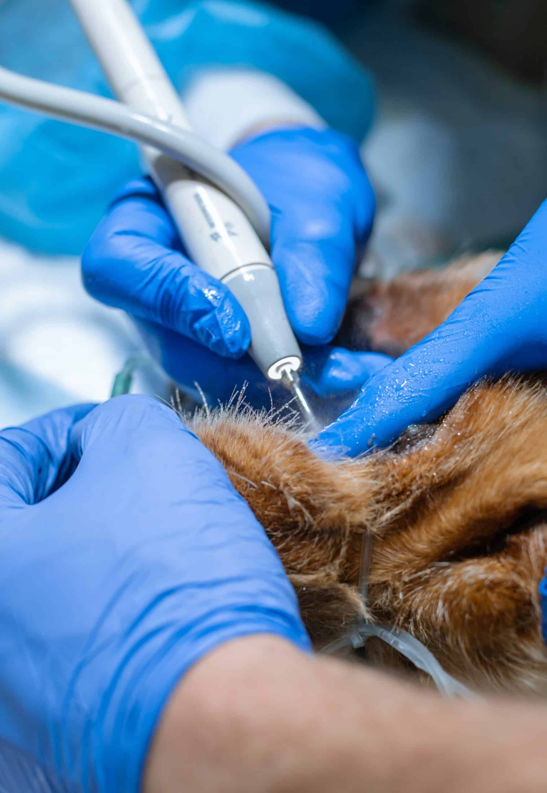 What to Expect During Your Pet’s Dental Visit