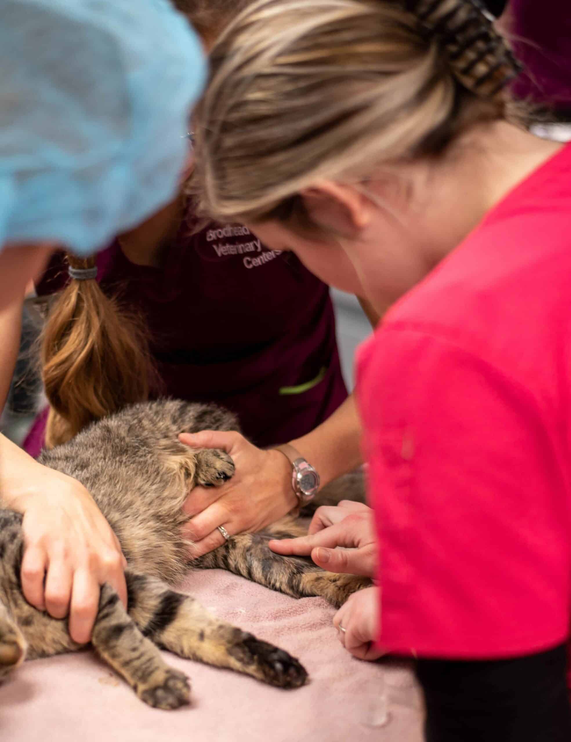 When Should Your Pet Have Diagnostic Testing
